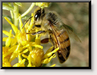 The Italian Honeybee